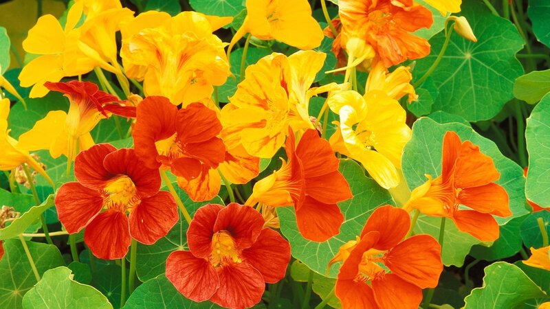 Nasturtium Flowers — Yellow, Vibrant