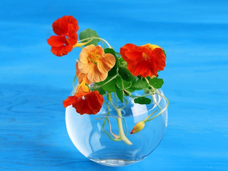 Nasturtiums in a glass bowl