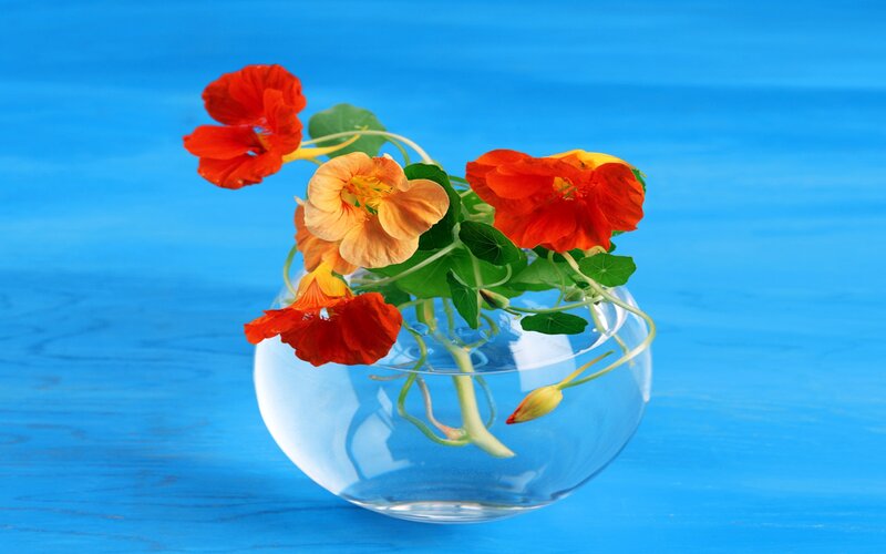 Nasturtiums in Glass Bowl