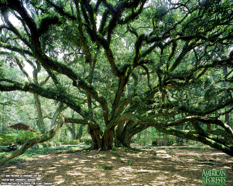 National Champion Live Oak