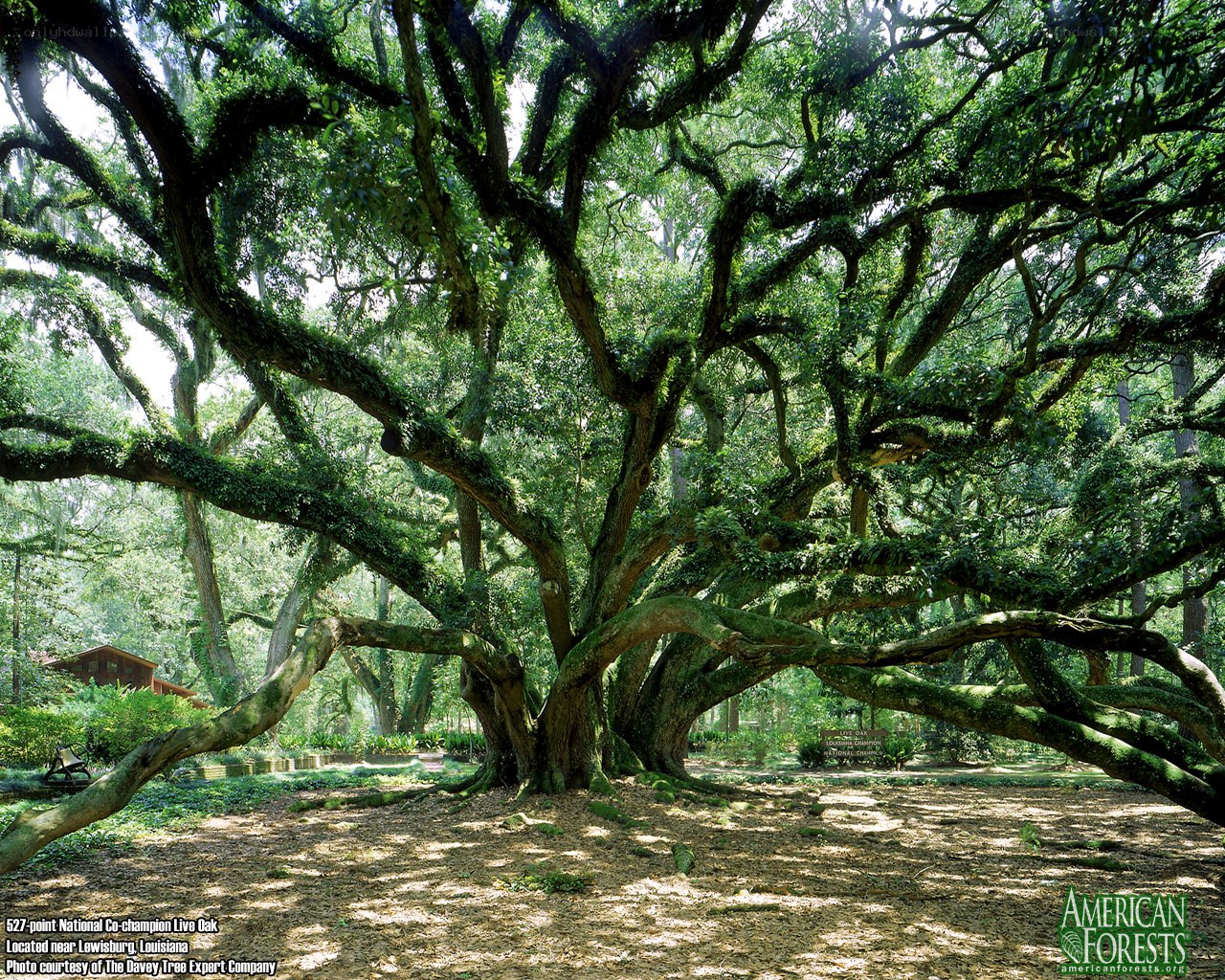 National Champion Live Oak