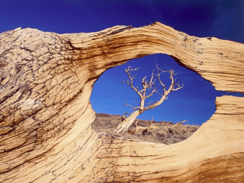 Natural arch framing a dead tree