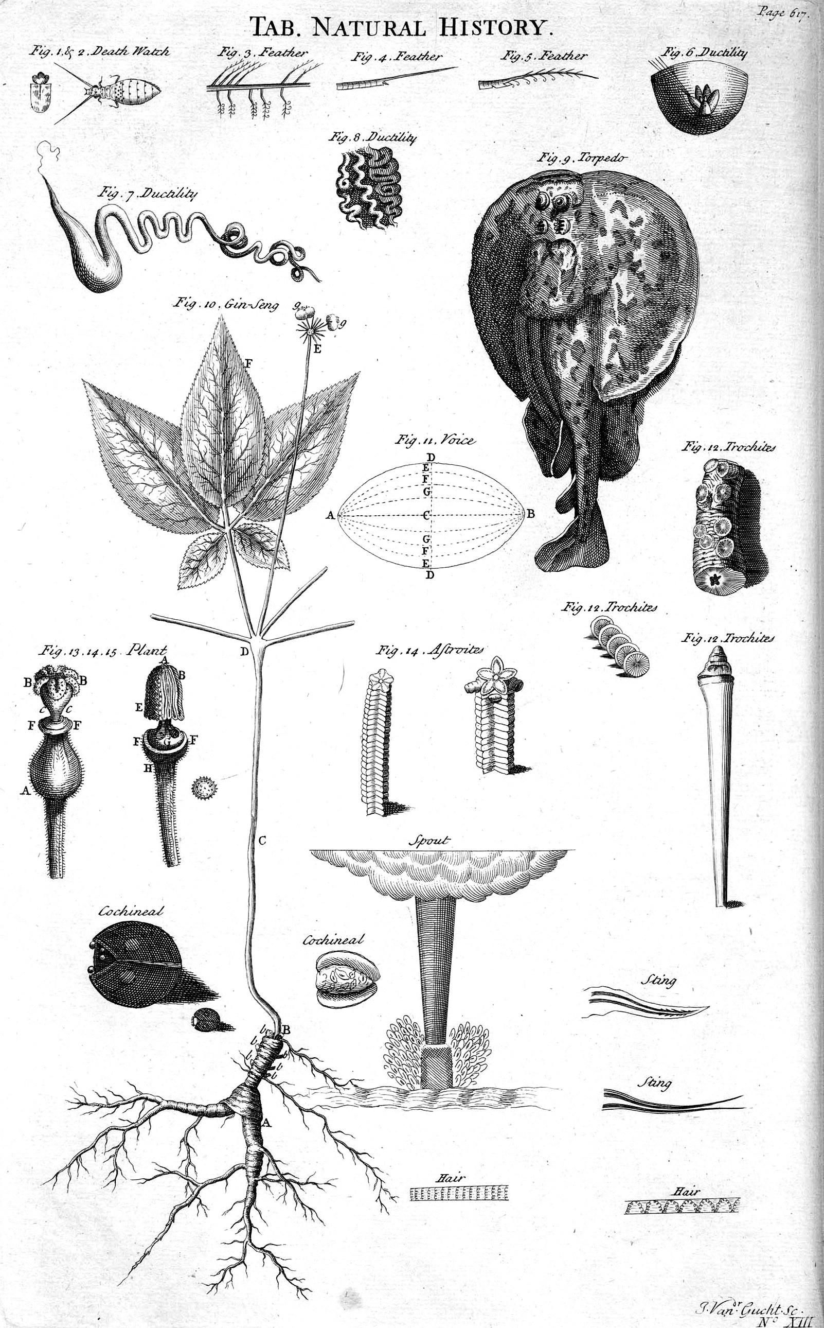 Natural history illustrations
