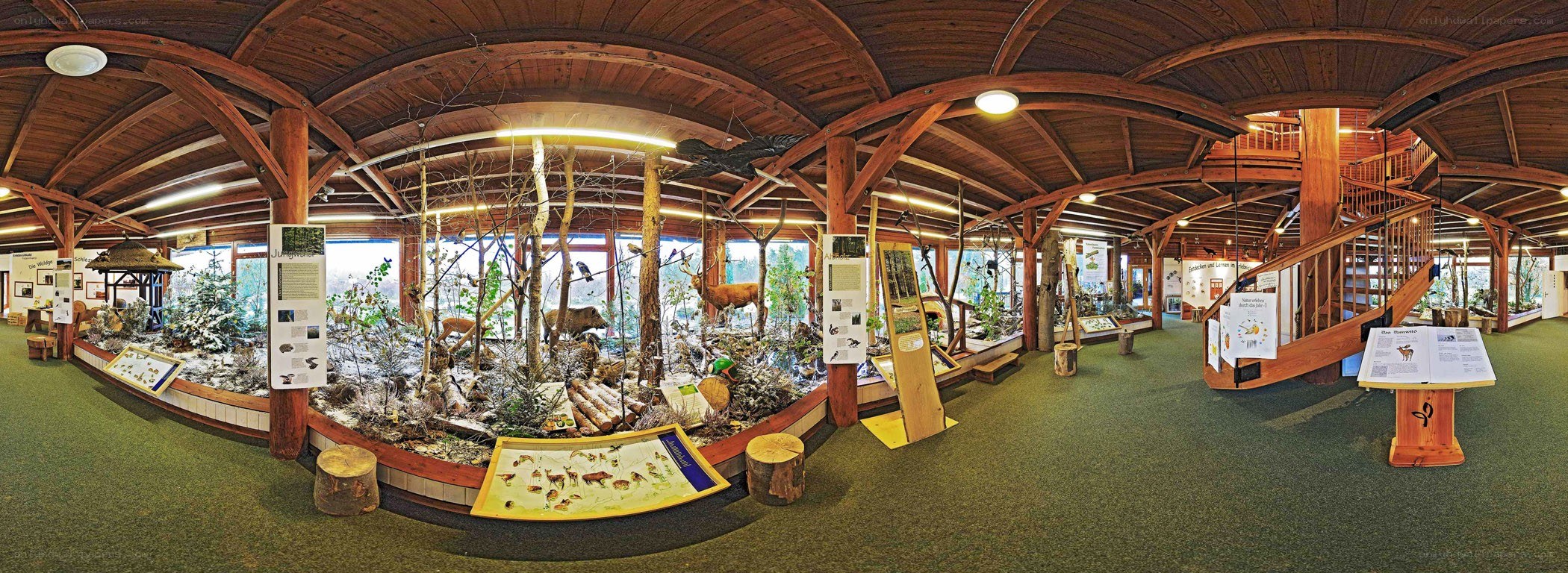 Natural history museum exhibit
