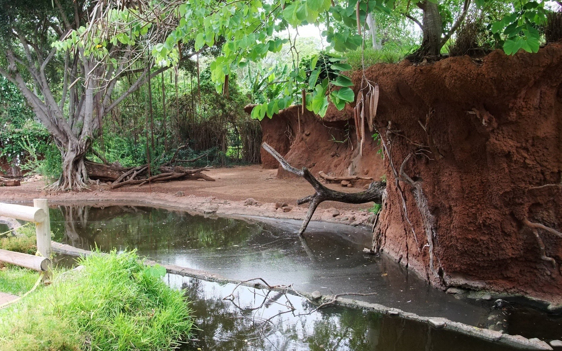 Natural pond in a forested area