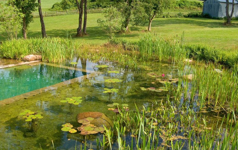 natural pond with lily pads
