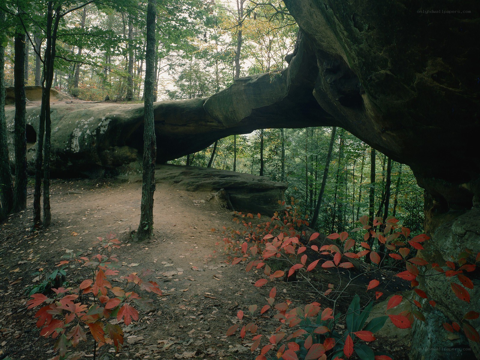 Natural rock arch in forest