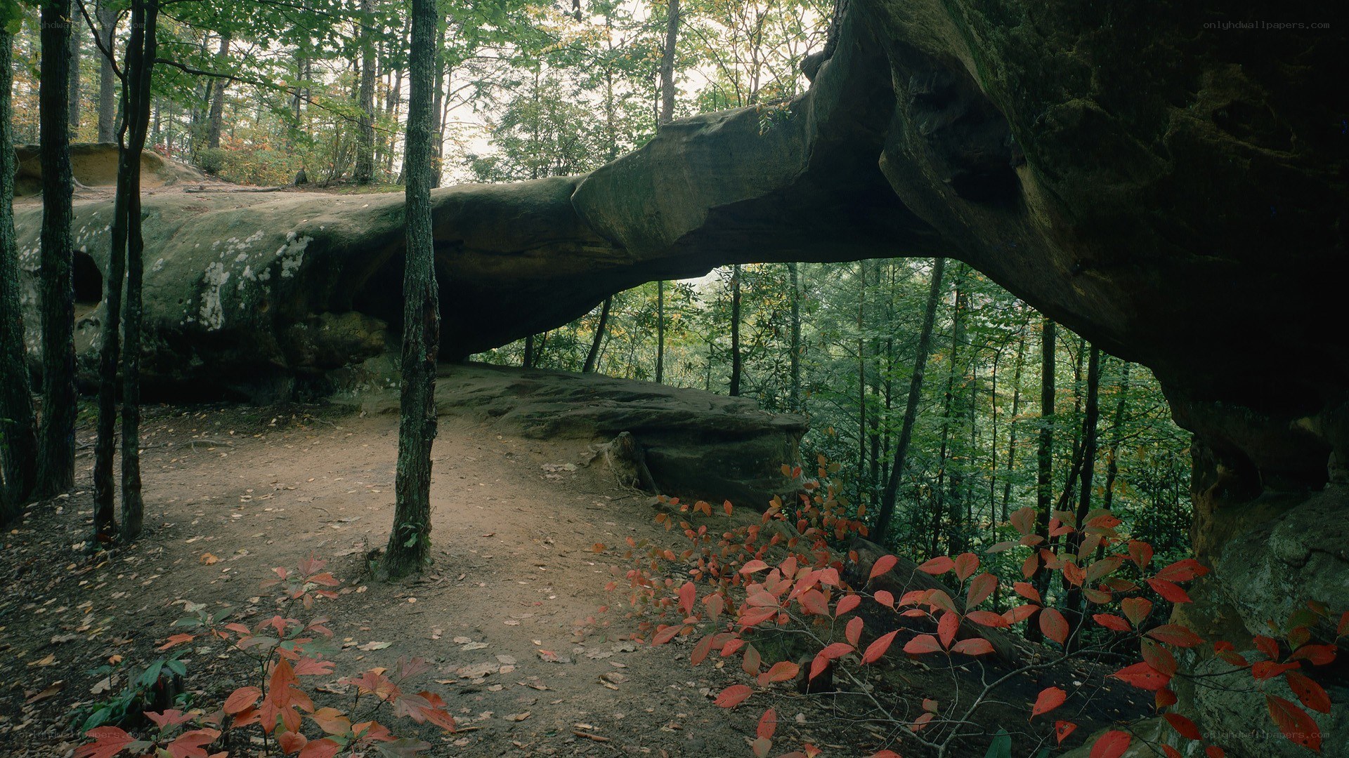 Natural rock arch in forest
