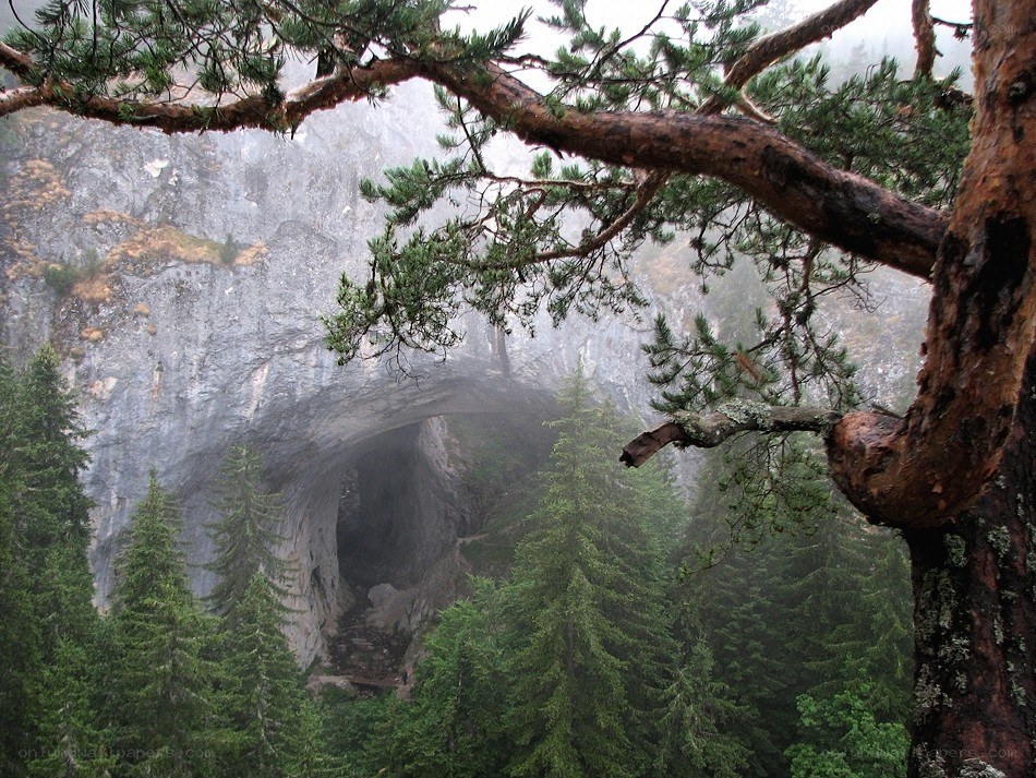 Natural rock arch in forest