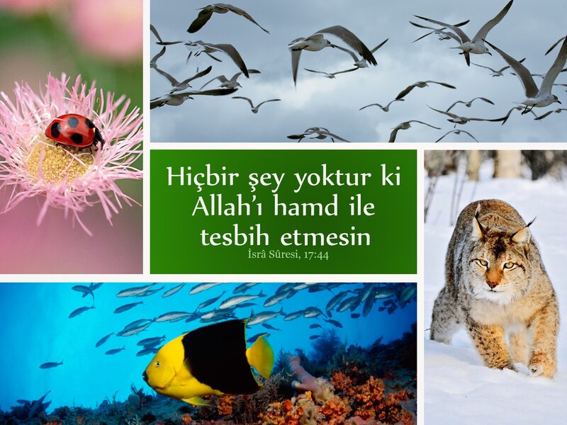 Nature collage with quote