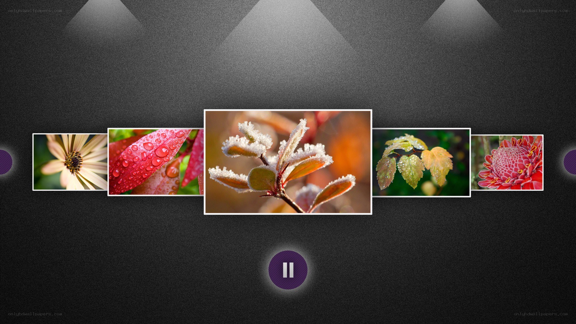 Nature photo gallery display