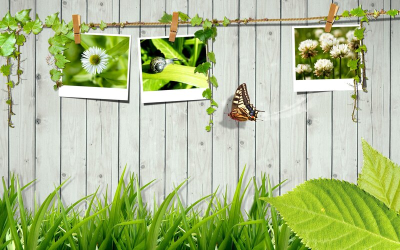 Nature photos on a fence