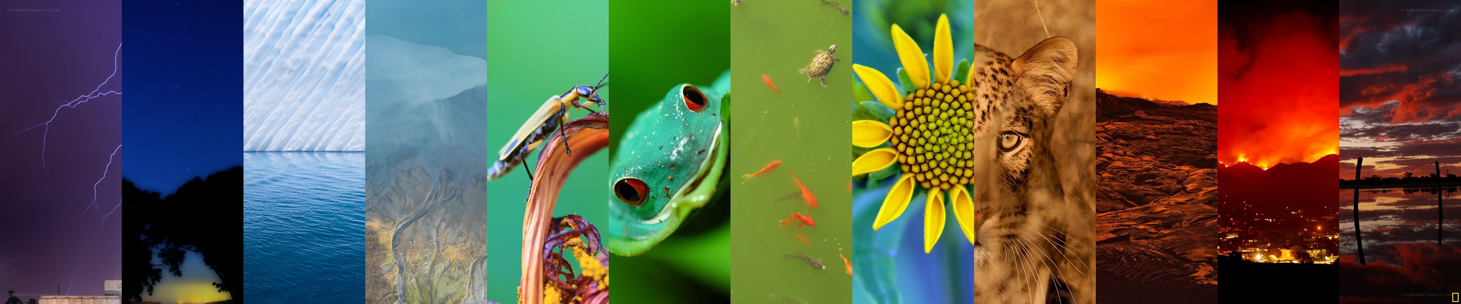 Nature's diverse scenes collage