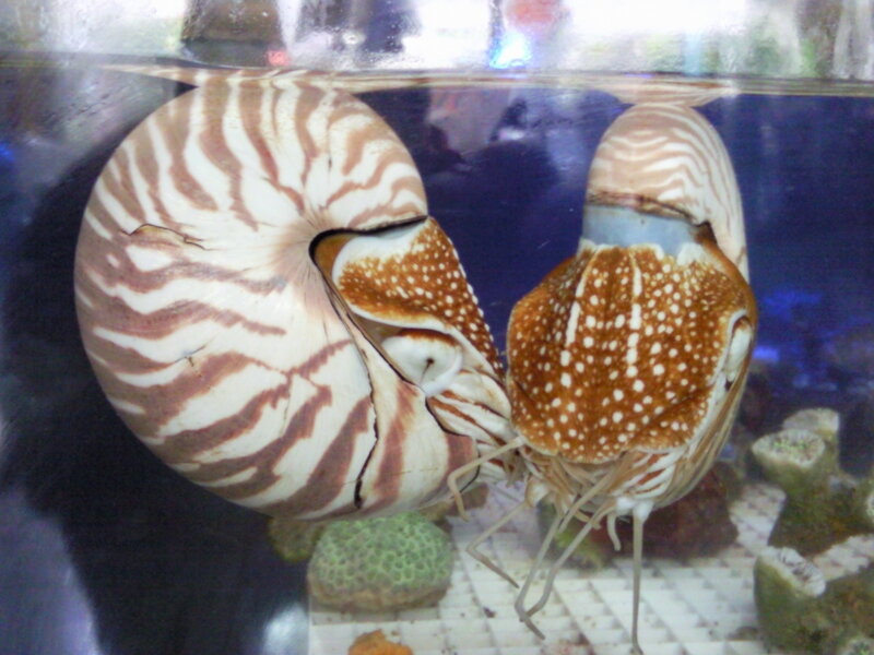 Nautilus in Aquarium — Brown