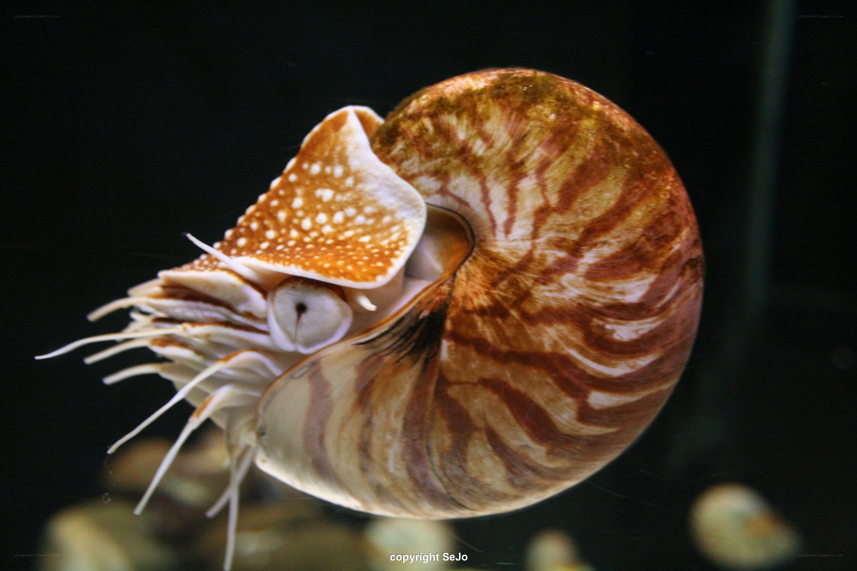 Nautilus in aquarium