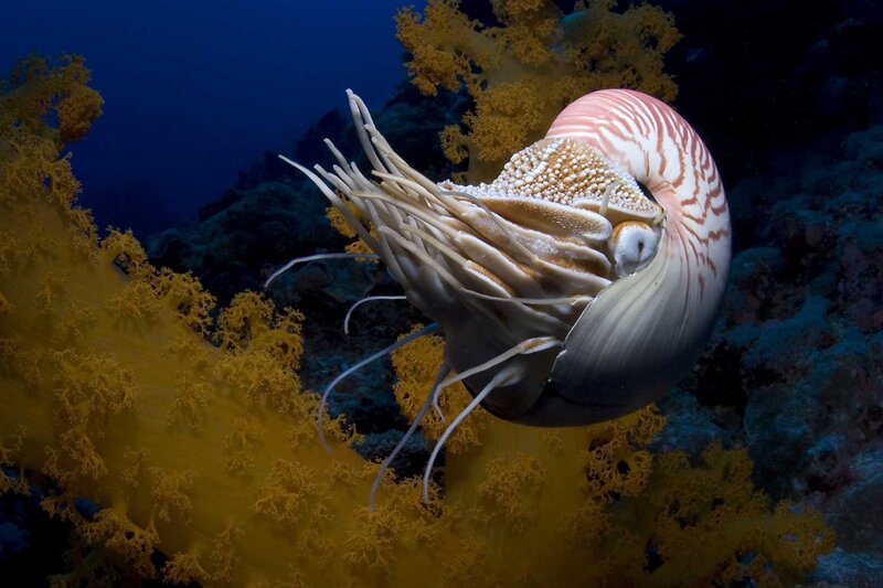 Nautilus in coral reef