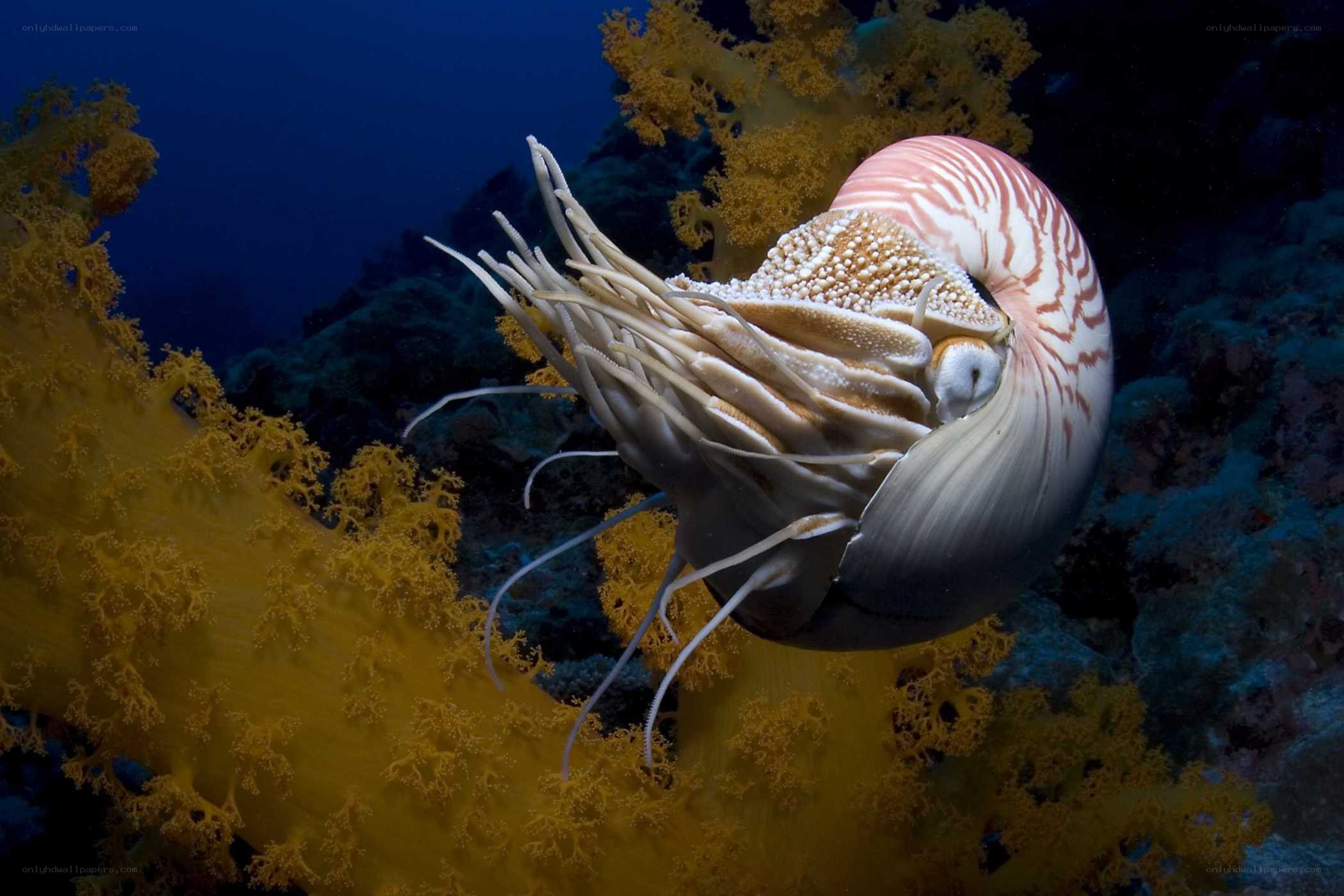 Nautilus in coral reef