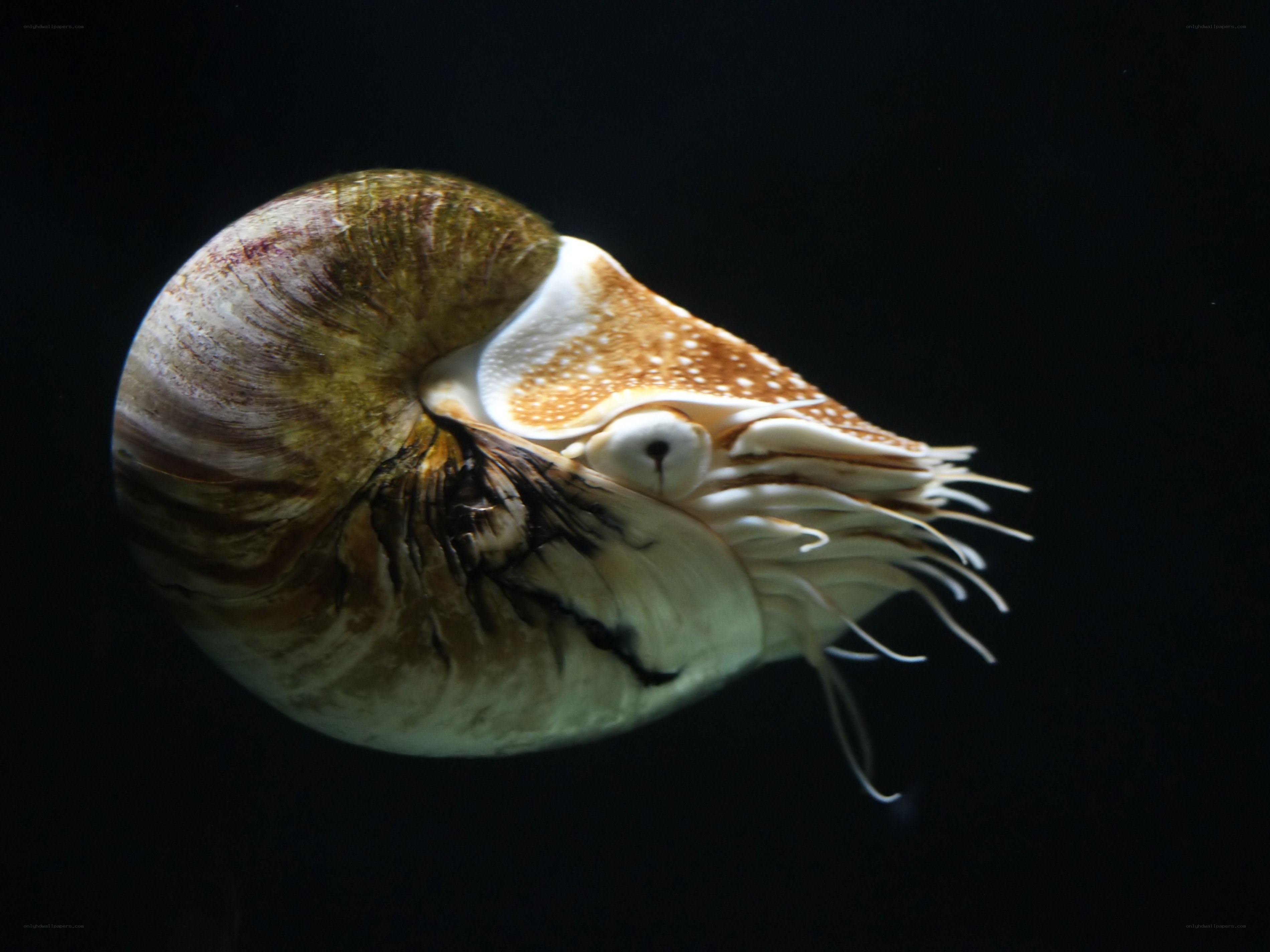 Nautilus in dark water