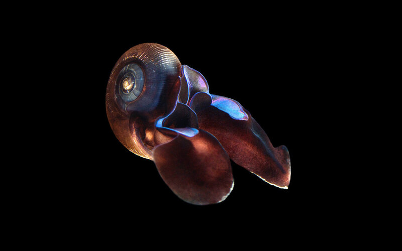 Nautilus in deep ocean