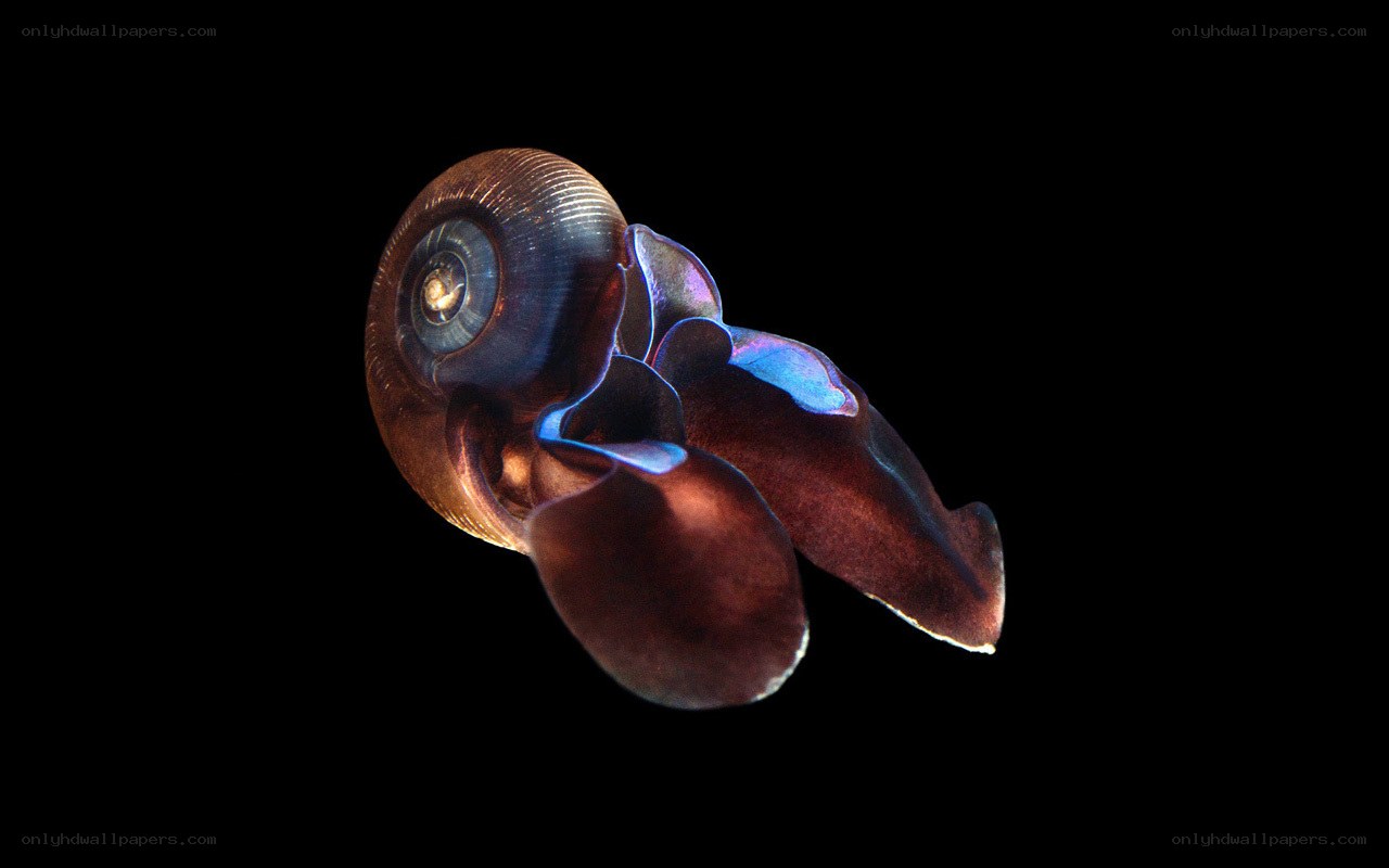 Nautilus in deep ocean