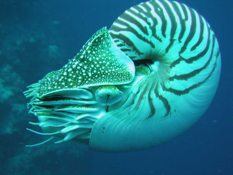 Nautilus in Ocean