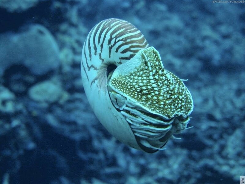 Nautilus in the ocean