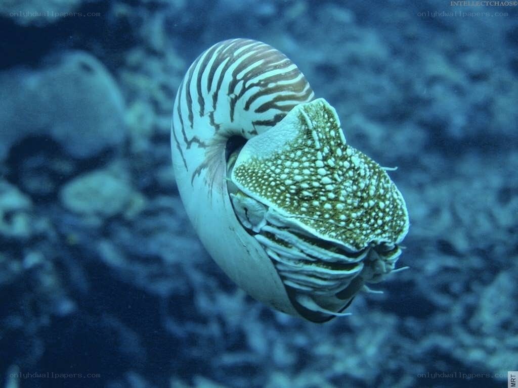 Nautilus in the ocean