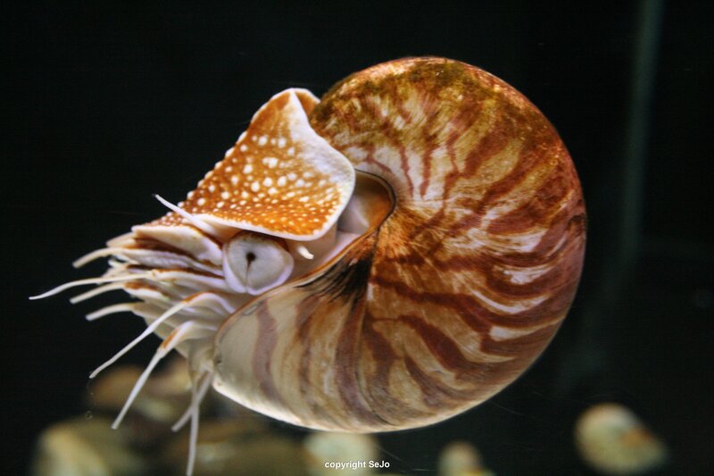 Nautilus in Water — Brown