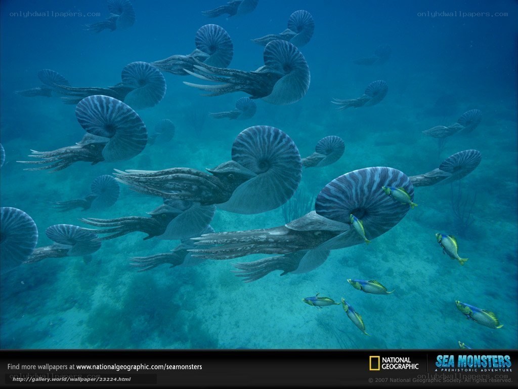 Nautilus school underwater