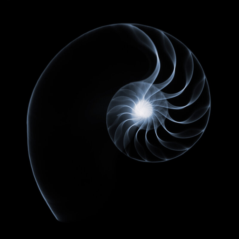 Nautilus Shell — Black, Serene