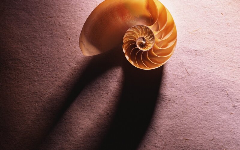 Nautilus Shell — Brown, Dramatic, Photograph