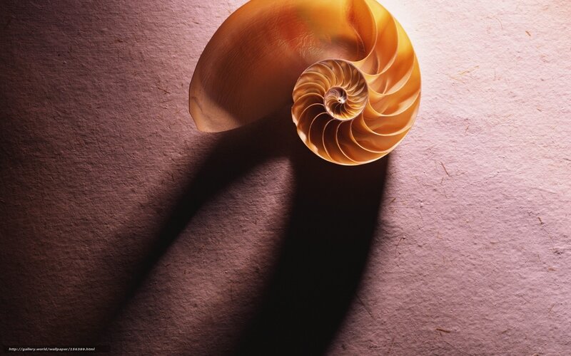 Nautilus Shell — Brown