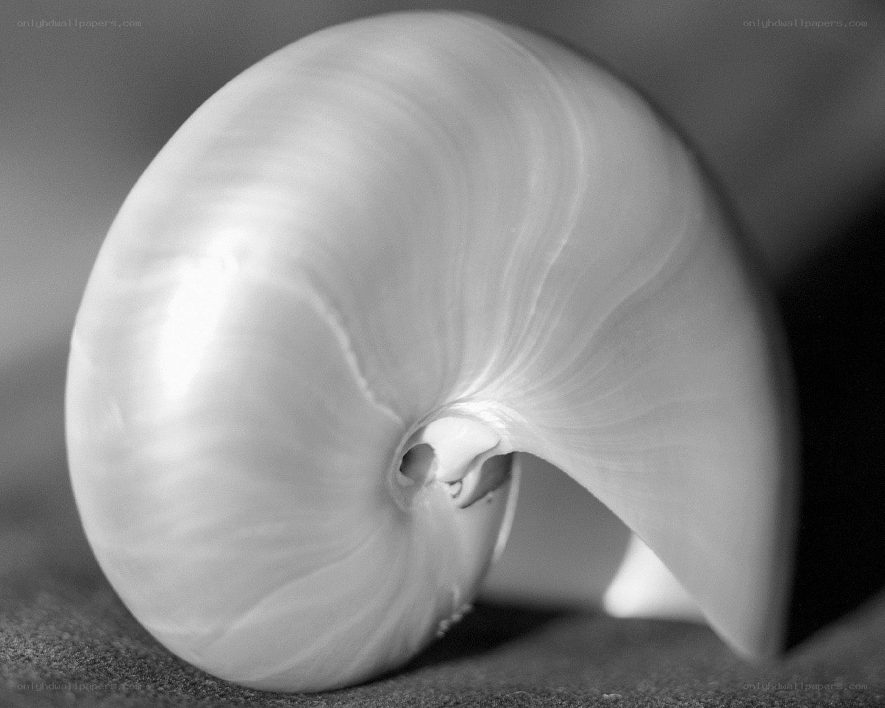 Nautilus shell close-up