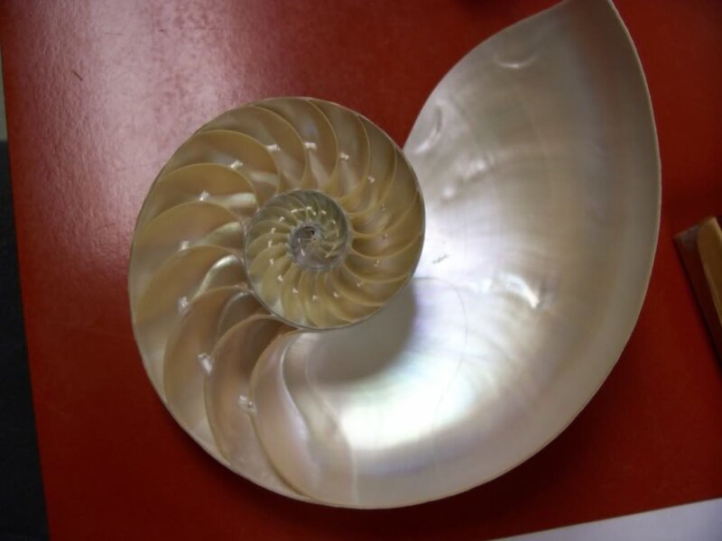 Nautilus shell cross-section