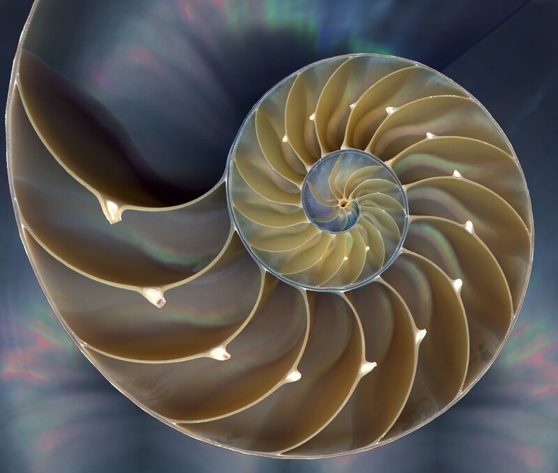 Nautilus shell cross-section