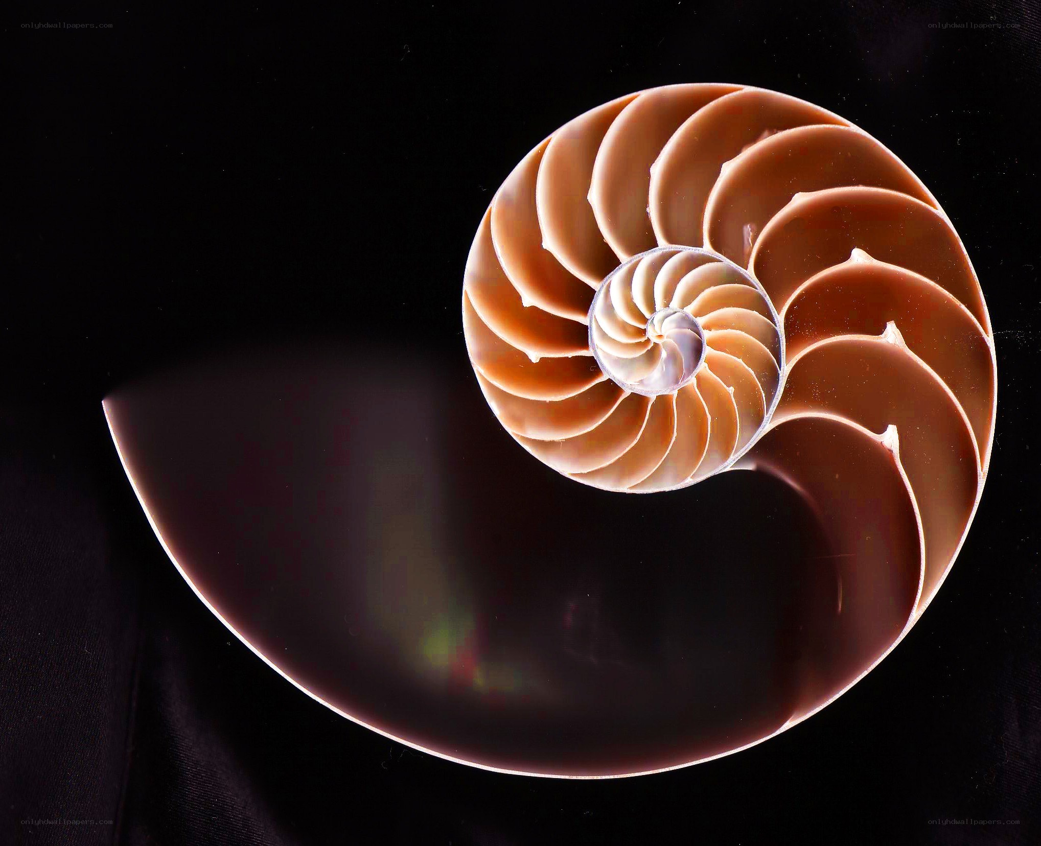 Nautilus shell cross-section