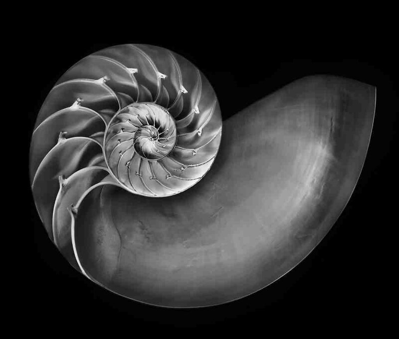 Nautilus Shell Cross-section — Black, Dramatic