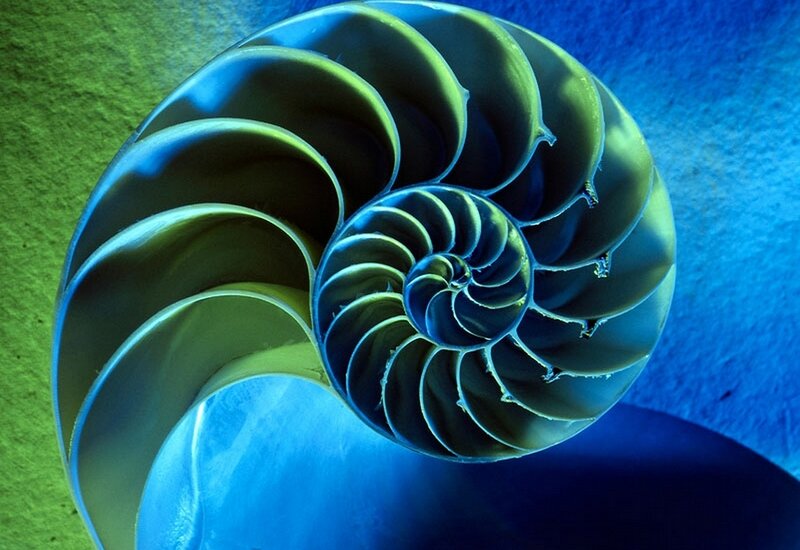 Nautilus Shell Cross-section — Blue, Dramatic