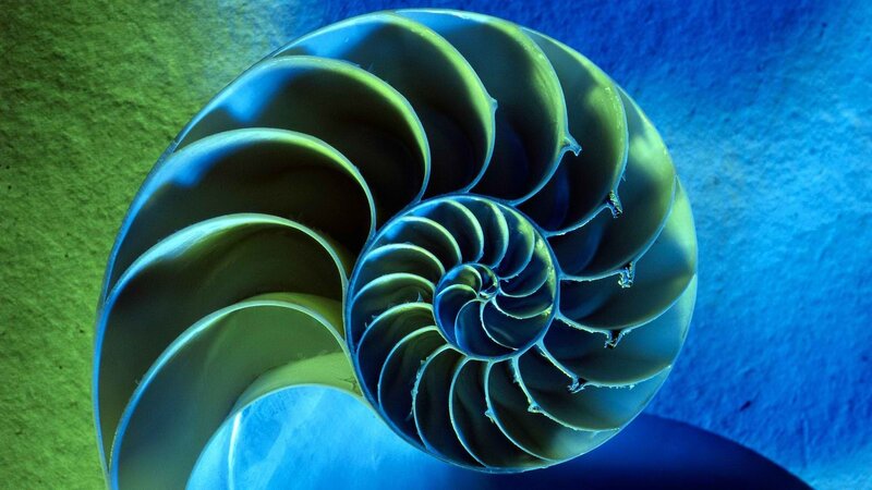 Nautilus Shell Cross-section — Blue