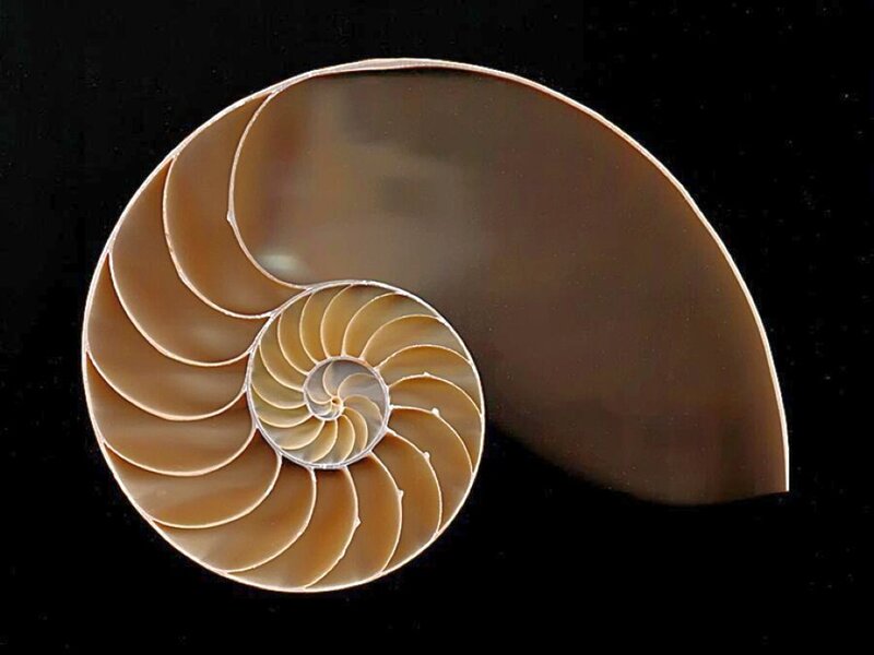 Nautilus Shell Cross-section — Brown, Calm