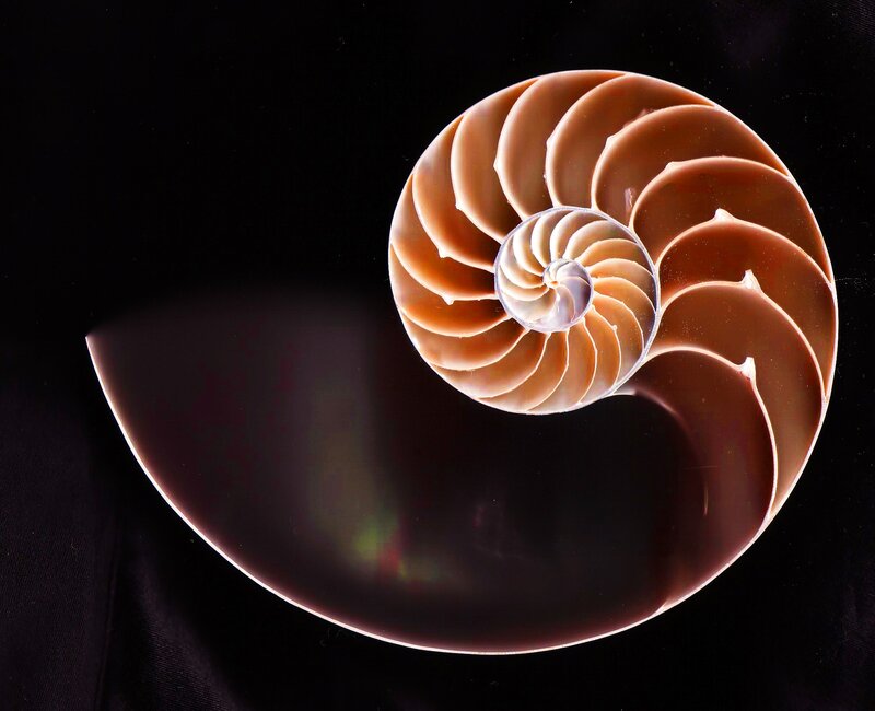 Nautilus Shell Cross-section — Brown, Dramatic