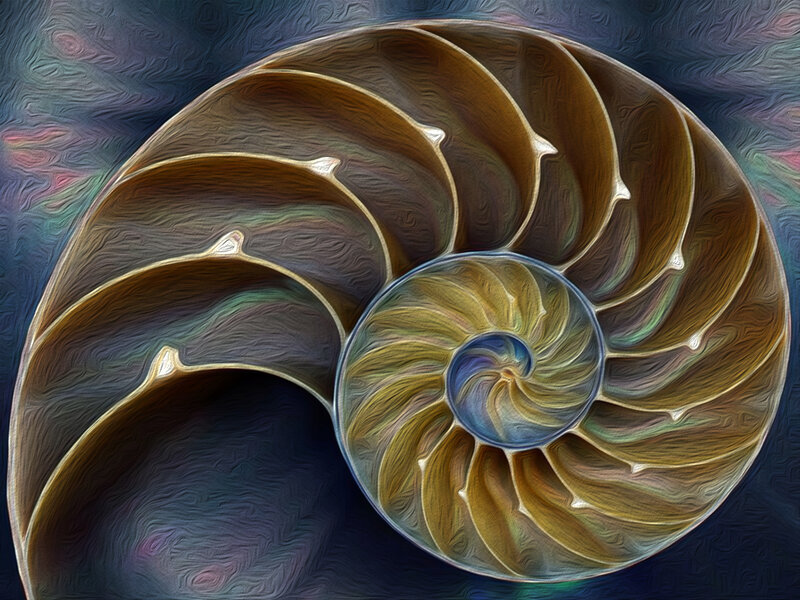 Nautilus Shell Cross-section — Brown