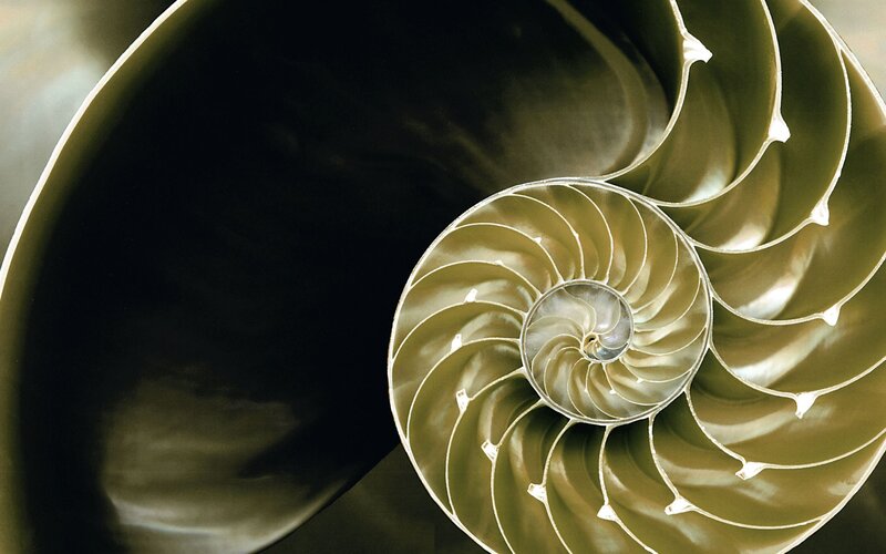 Nautilus Shell Cross-section — Gold