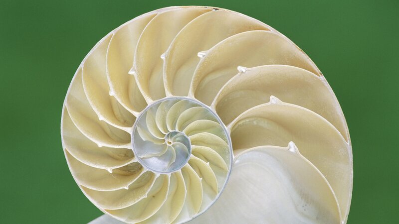 Nautilus Shell Cross-section — Green