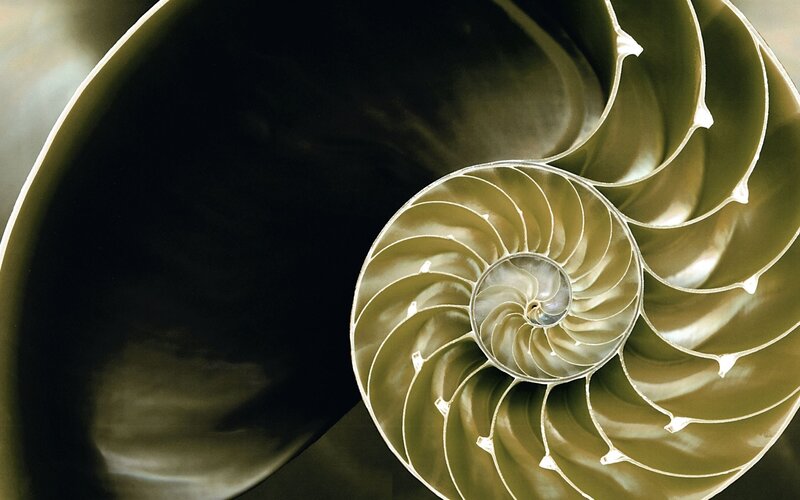Nautilus shell cross-section