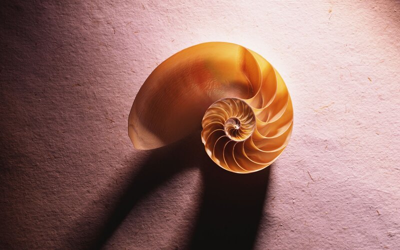 Nautilus Shell — Gold, Dramatic