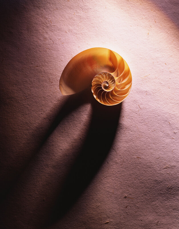 Nautilus Shell — Gold