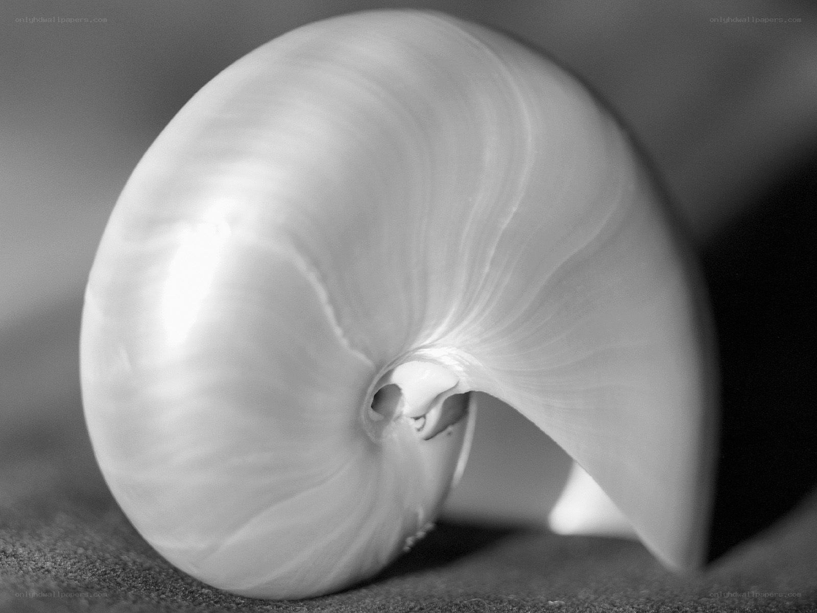 Nautilus shell in black and white