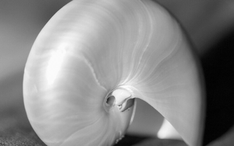Nautilus Shell Interior — Black