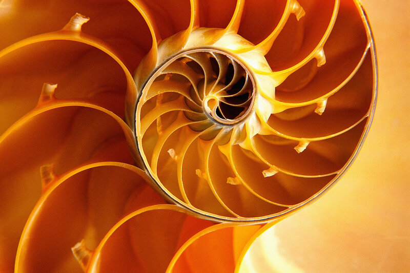 Nautilus Shell Interior — Orange, Calm
